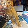 kitten, orange_tabby, cat, pet, animal, indoor, blanket, butterfly_pattern, paw, hand, curious, cute, feline, young, fur, whiskers, ears, bedroom, colorful, soft