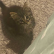 Angle joined the competition — help win amazing prizes! kitten, cat, pet, carpet, floor, shadow, indoor, cute, fur, whiskers, ears, small, young, looking_up, texture, domestic_animal, feline, animal, cozy, curious