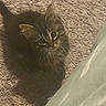 kitten, cat, pet, carpet, floor, shadow, indoor, cute, fur, whiskers, ears, small, young, looking_up, texture, domestic_animal, feline, animal, cozy, curious