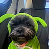 dog, puppy, pet, green_hoodie, costume, car_interior, seat, black_fur, animal, cute, small_dog, leash, collar, indoors, window, daylight, expression, sitting, close_up, fur