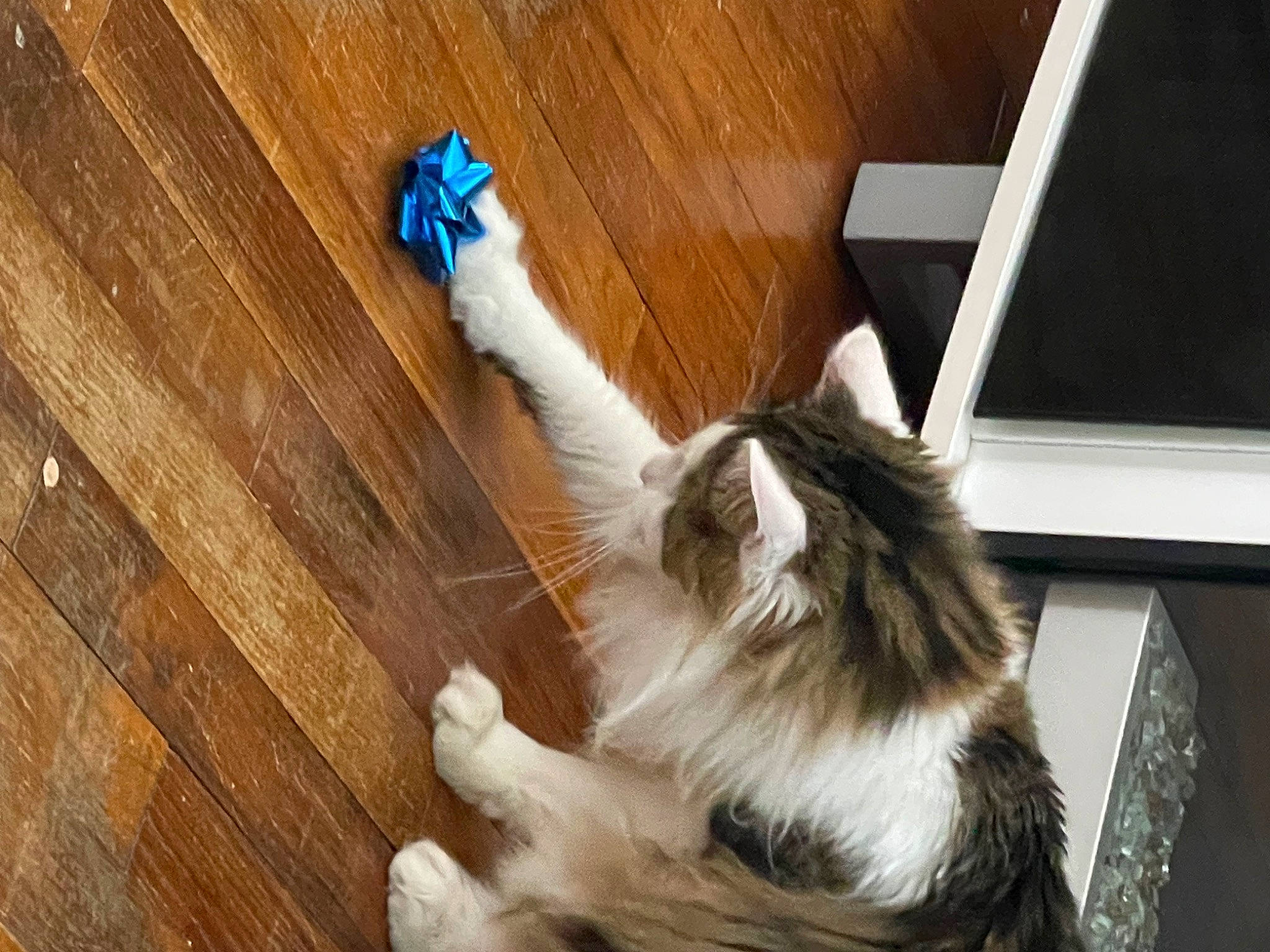 Dean joined the competition — help win amazing prizes! canidae, carnivore, cat, companion_dog, dog_breed, felidae, floor, flooring, fur, hardwood, laminate_flooring, paw, small_to_medium_sized_cats, sporting_group, tail, varnish, whiskers, wood, wood_flooring, wood_stain