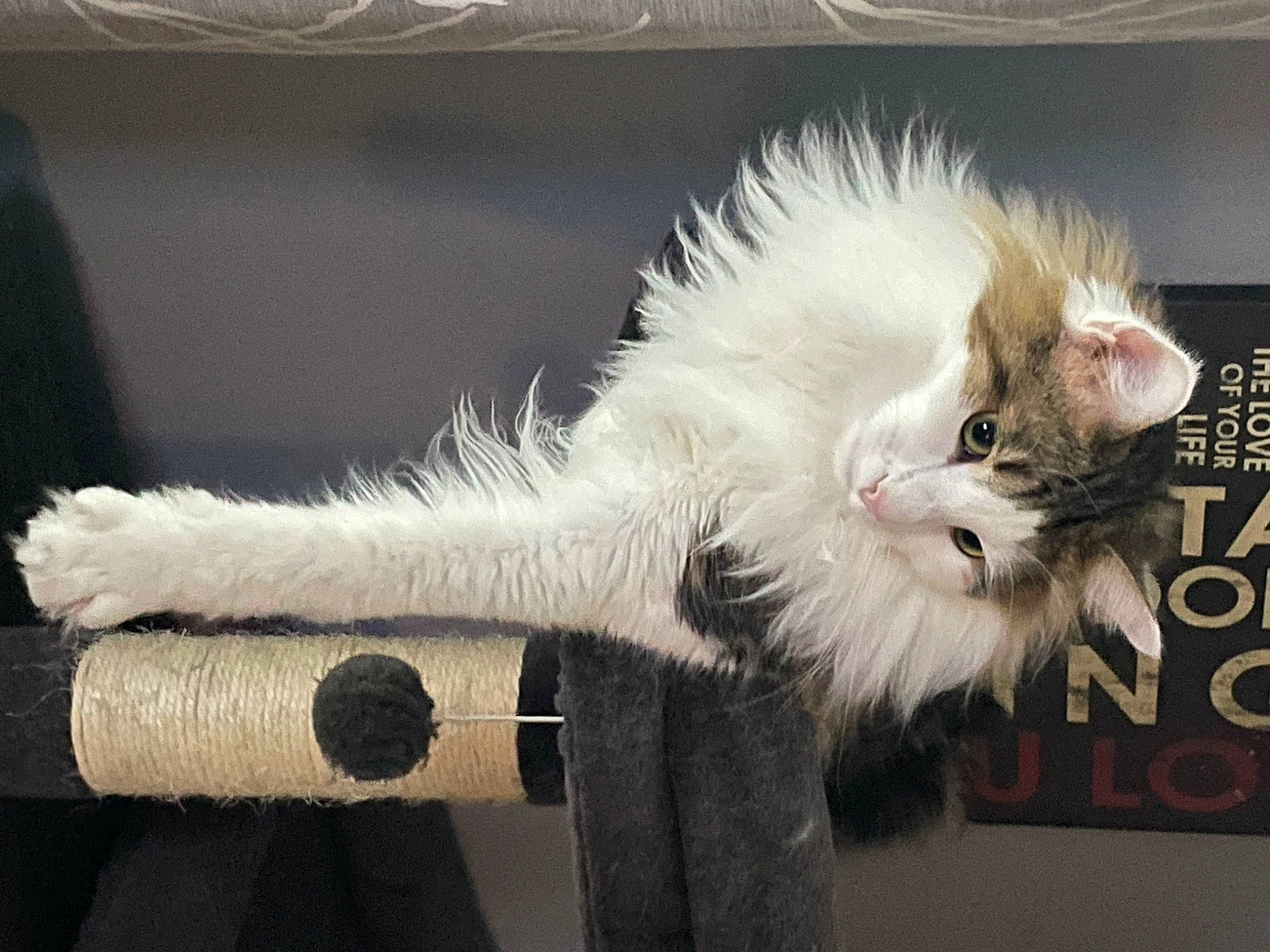 Dean is registered to the contest to win money with this photo: carnivore, cat, claw, companion_dog, felidae, fur, paw, small_to_medium_sized_cats, snout, tail, whiskers