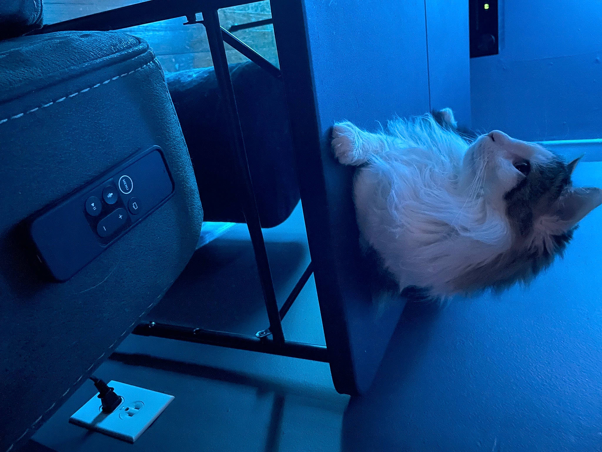 Dean is registered to the contest to win money with this photo: automotive_exterior, blue, canidae, carnivore, comfort, companion_dog, dog, dog_breed, electric_blue, felidae, fur, gas, machine, small_terrier, small_to_medium_sized_cats, tail, toy_dog, vehicle_door, whiskers, windshield