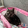 animal, basket, calm, cat, closeup, colorful, cozy, cute, fabric, feline, home, indoor, looking, mesh, pet, pink, resting, tabby, texture, wall