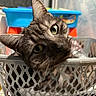 animal, basket, blurred_background, cat, closeup, curious, cute, domestic_cat, ears, feline, green_eyes, head_tilt, indoor, pet, plastic, playful, resting, tabby, toy, whiskers