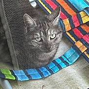 Tigrette a rejoint le concours — aidez-le/la à gagner de superbes lots ! animal, cat, closeup, colorful_stripes, comfort, cozy, curious, fabric, feline, hiding, indoor, looking, mesh_fabric, multicolor, pattern, pet, resting, soft, striped, texture