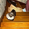 animal, black, brown, cat, climbing, cone, curtain, domestic, feline, flooring, home, indoor, looking_up, pet, protective_collar, spiral_stairs, stairs, wallpaper, white, wood
