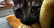Tigrette a rejoint le concours — aidez-le/la à gagner de superbes lots ! animal, cat, close_up, cozy, curious, cute, domestic, eyes, face, fur, indoor, pet, relaxed, resting, snuggled, soft, texture, towel, whiskers, yellow