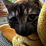 animal, cat, close_up, cozy, curious, cute, domestic, eyes, face, fur, indoor, pet, relaxed, resting, snuggled, soft, texture, towel, whiskers, yellow