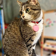 Minette participe au concours pour gagner de l'argent avec cette photo : animal, cat, close_up, collar, curious, cute, domestic_cat, feline, fur, furniture, green_eyes, household, indoor, pet, portrait, sitting, soft_background, tabby_cat, tag, whiskers