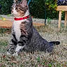 Minette a rejoint le concours — aidez-le/la à gagner de superbes lots ! alert, animal, cat, curious, daylight, domestic_cat, ears, feline, garden, grass, greenery, nature, outdoor, pet, red_collar, side_view, sitting, tabby, whiskers, young_cat