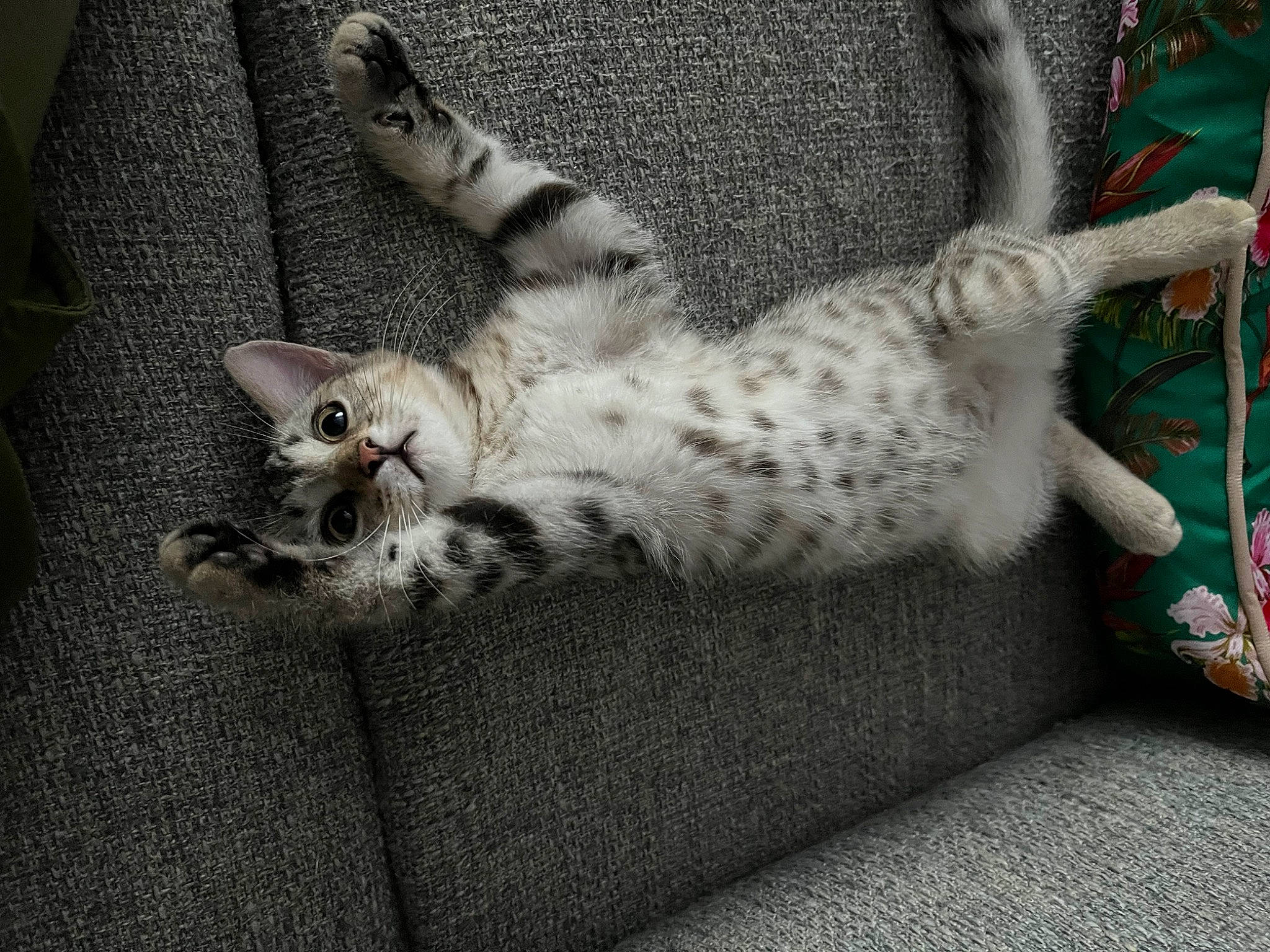 Tigrou a rejoint le concours — aidez-le/la à gagner de superbes lots ! bed, carnivore, cat, claw, comfort, domestic_short_haired_cat, fawn, felidae, foot, fur, grey, nap, pattern, paw, sitting, small_to_medium_sized_cats, snout, tail, tree, whiskers