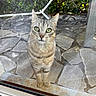 Tigrou a rejoint le concours — aidez-le/la à gagner de superbes lots ! animal, cat, closeup, curious, daylight, doorframe, ears, glass_door, green_eyes, leafy_background, looking, nature, outdoor, pet, reflection, standing, stone_patio, tabby_cat, tiled_floor, whiskers