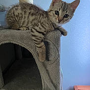 Tigrou a rejoint le concours — aidez-le/la à gagner de superbes lots ! animal, blue_wall, cat, cat_tree, cozy, curious, cute, domestic, feline, fur, furniture, indoor, kitten, mammal, paw, pet, resting, spotted, wooden_table, young