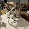 Tigrou participe au concours pour gagner de l'argent avec cette photo : blurred_background, brown_chair, cat, concentration, curious, domestic_cat, focus, furniture, glass_pitcher, home, indoor, patterned_tablecloth, paw, pet, playful, reflection, shadow, striped_fur, table, water