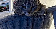 Tigrou participe au concours pour gagner de l'argent avec cette photo : animal, cat, cat_perch, cozy, domestic_pet, ears, face, family_photos, feline, furniture, home_decor, indoor, pet, photo_frames, portrait_photos, relaxed, resting, tabby_cat, wall, whiskers