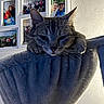 animal, cat, cat_perch, cozy, domestic_pet, ears, face, family_photos, feline, furniture, home_decor, indoor, pet, photo_frames, portrait_photos, relaxed, resting, tabby_cat, wall, whiskers