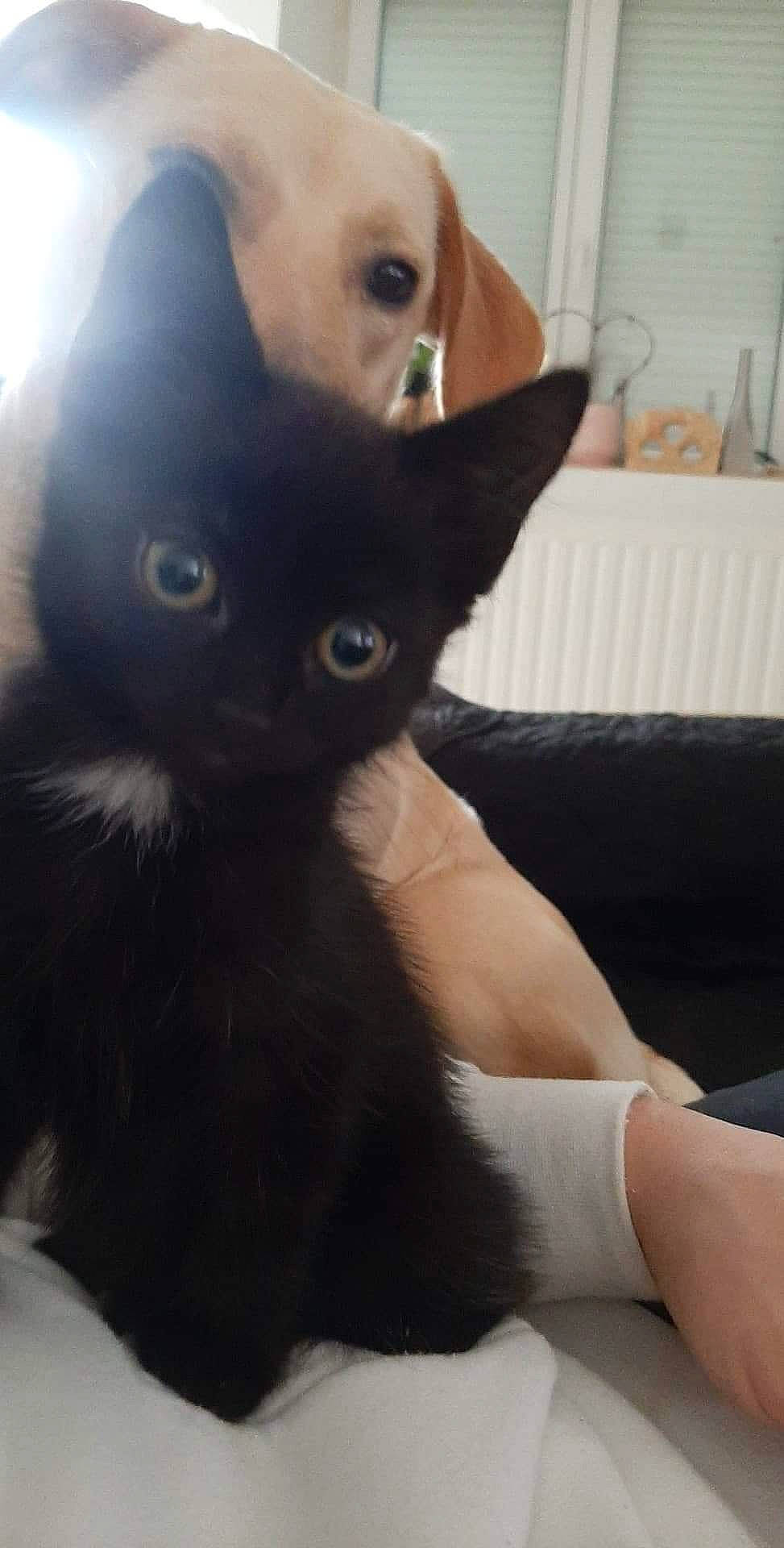 Sashimi a rejoint le concours — aidez-le/la à gagner de superbes lots ! black_cat, canidae, carnivore, cat, companion_dog, ear, eye, fawn, felidae, fur, kitten, puppy, skin, small_to_medium_sized_cats, snout, whiskers