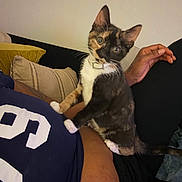 Cinnamon is registered to the contest to win money with this photo: animal, calico_cat, cat, closeup, collar, couch, curious, domestic, human_hand, indoor, kitten, living_room, paw, person_torso, pet, pillow, relaxed, sitting, sofa, whiskers