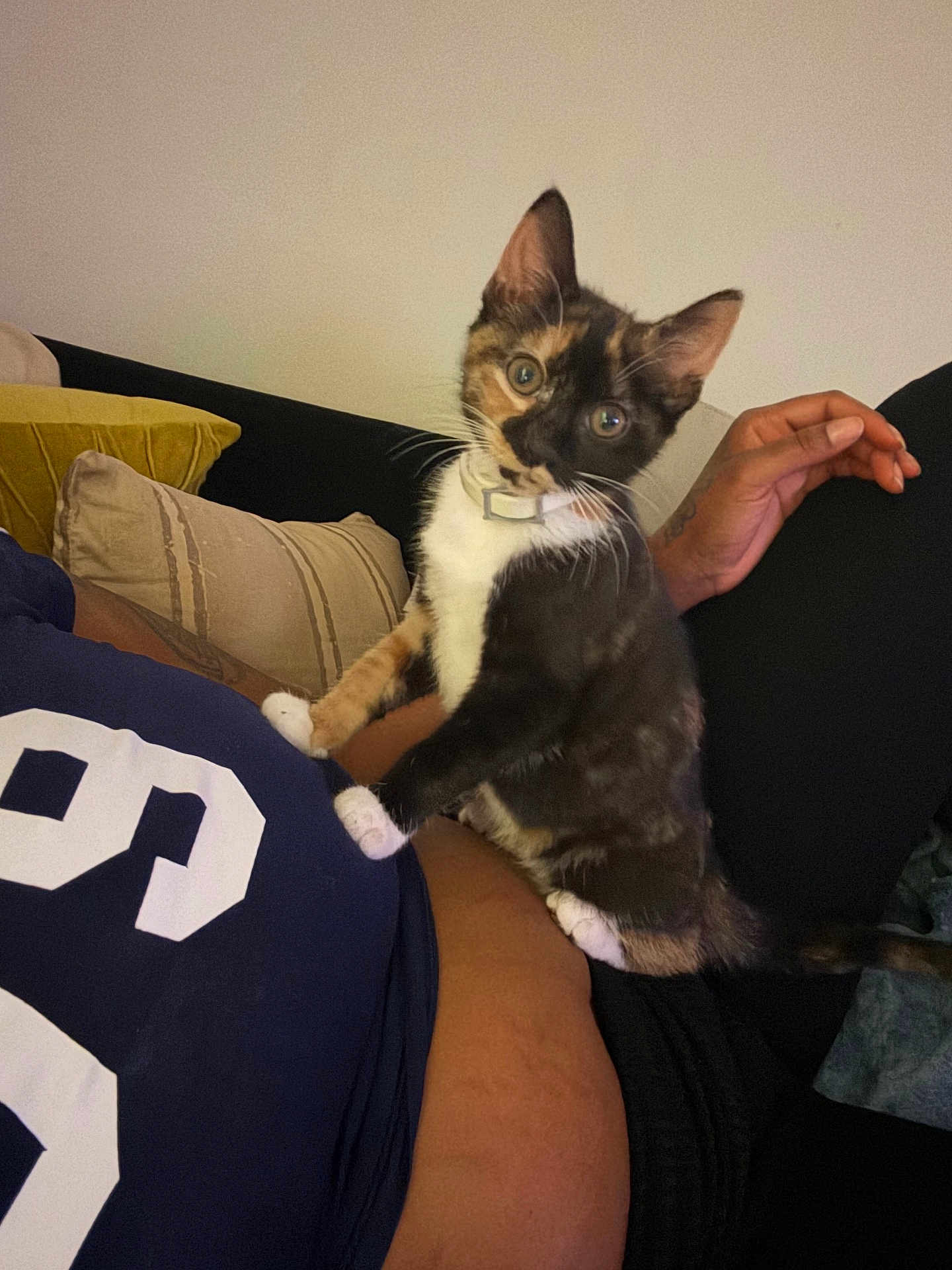 Cinnamon is registered to the contest to win money with this photo: animal, calico_cat, cat, closeup, collar, couch, curious, domestic, human_hand, indoor, kitten, living_room, paw, person_torso, pet, pillow, relaxed, sitting, sofa, whiskers