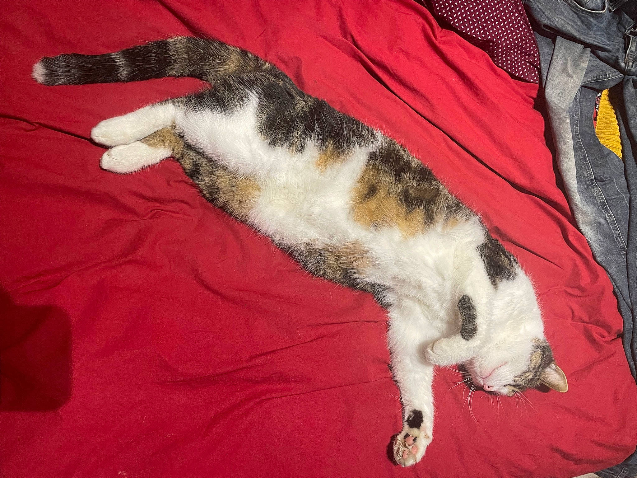 Apollon participe au concours pour gagner de l'argent avec cette photo : canidae, carnivore, cat, claw, comfort, companion_dog, dog_breed, domestic_short_haired_cat, felidae, foot, fur, linens, nap, paw, small_to_medium_sized_cats, sporting_group, tail, whiskers