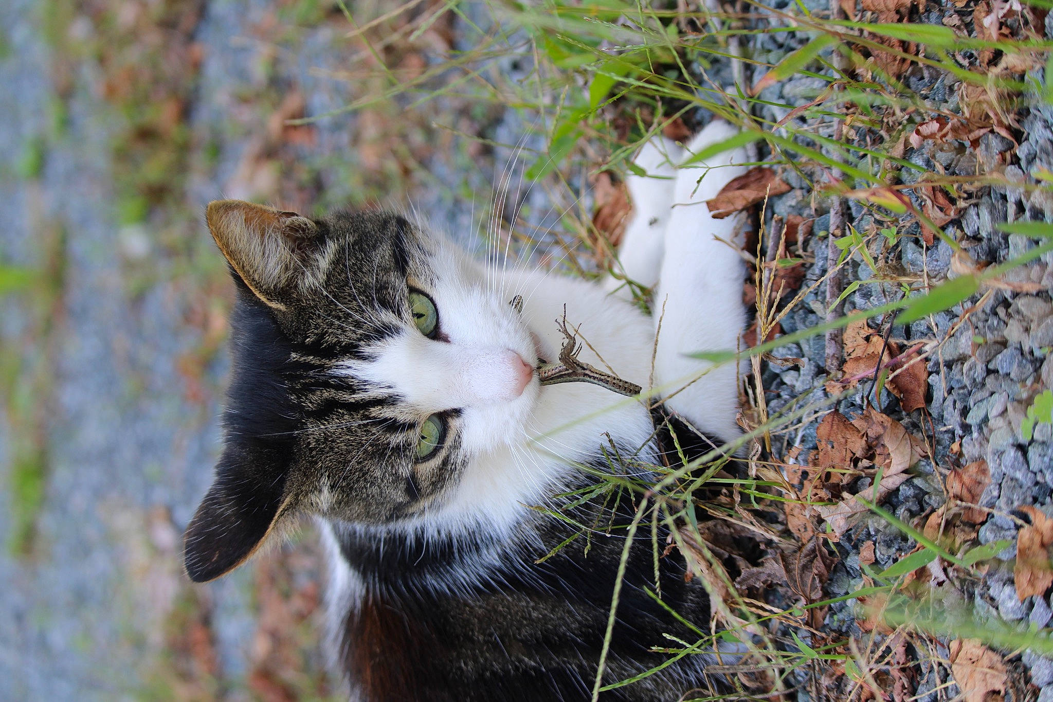 Apollon participe au concours pour gagner de l'argent avec cette photo : carnivore, cat, domestic_short_haired_cat, fawn, felidae, fur, grass, plant, plant_stem, small_to_medium_sized_cats, snout, tail, terrestrial_animal, tree, trunk, twig, whiskers, wildlife, winter, wood