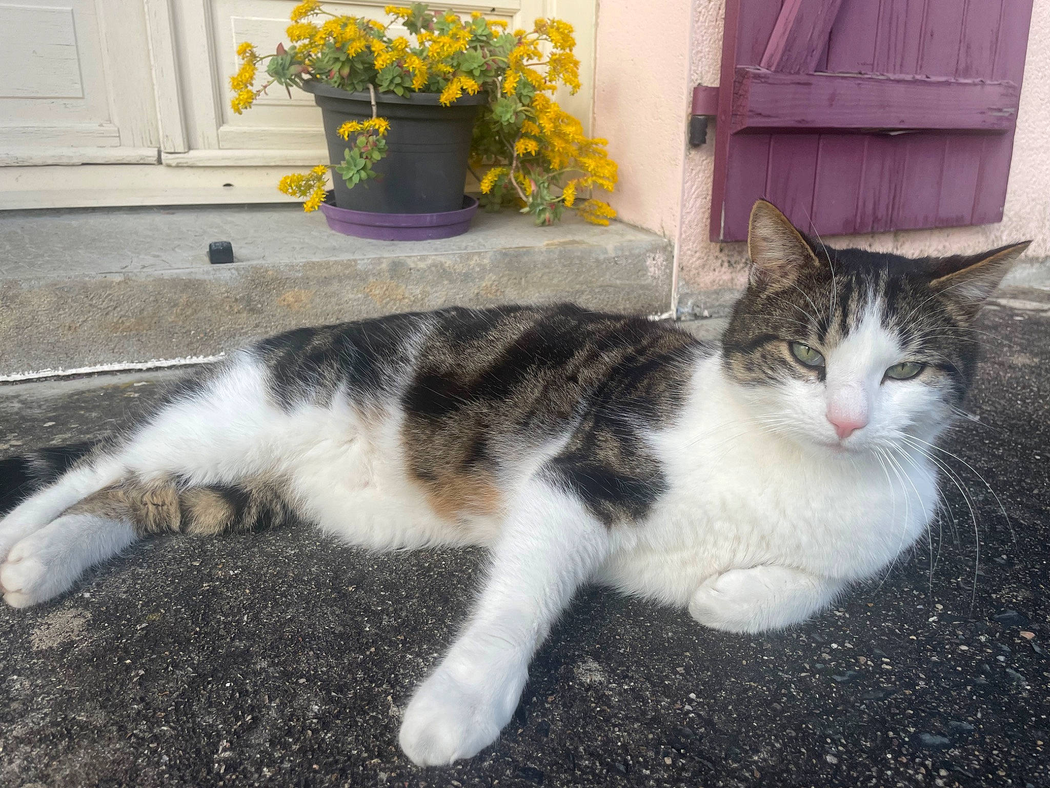 Apollon participe au concours pour gagner de l'argent avec cette photo : annual_plant, art, carnivore, cat, domestic_short_haired_cat, door, felidae, flooring, flower, flowerpot, fur, grass, houseplant, paw, plant, road_surface, small_to_medium_sized_cats, tail, whiskers, window