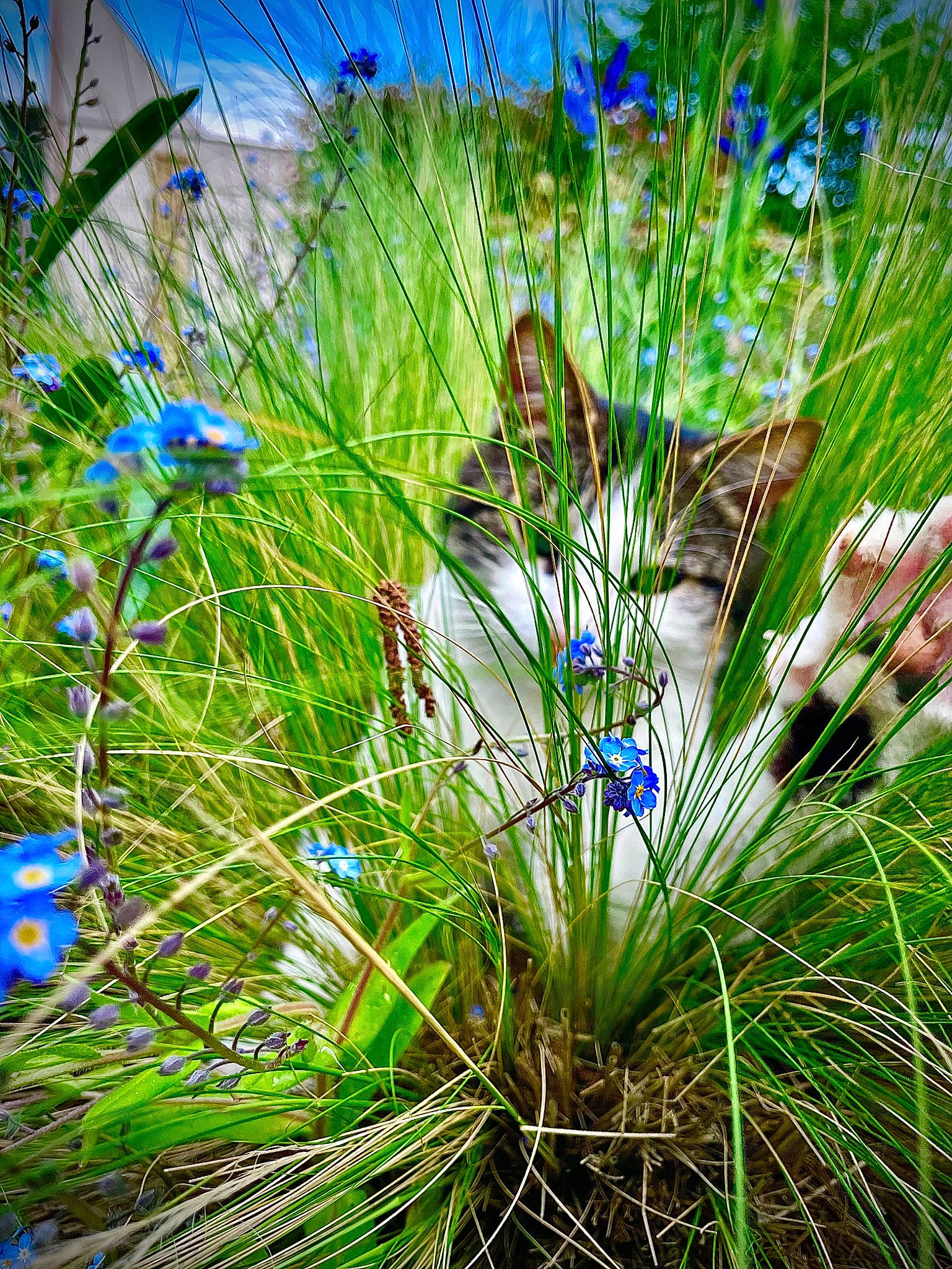 Apollon participe au concours pour gagner de l'argent avec cette photo : arecales, blue, botany, electric_blue, flower, flowering_plant, flowerpot, grass, grass_family, groundcover, herbaceous_plant, houseplant, natural_landscape, perennial_plant, plant, sky, terrestrial_plant, tree, vegetation, wildflower