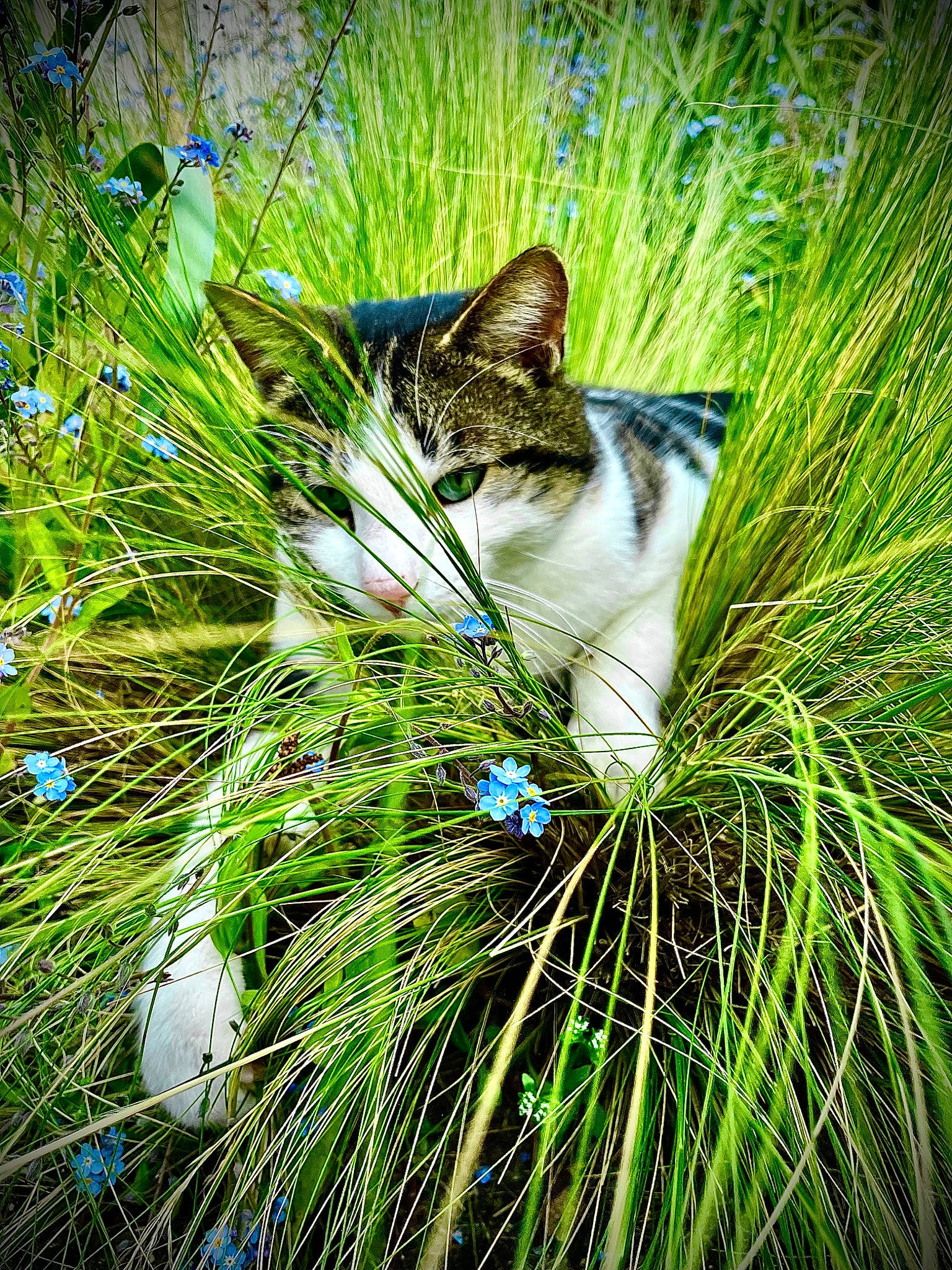 Apollon participe au concours pour gagner de l'argent avec cette photo : botany, carnivore, cat, domestic_short_haired_cat, electric_blue, fawn, felidae, flowering_plant, grass, grass_family, groundcover, plant, shrub, small_to_medium_sized_cats, tail, terrestrial_animal, terrestrial_plant, tree, whiskers, wood