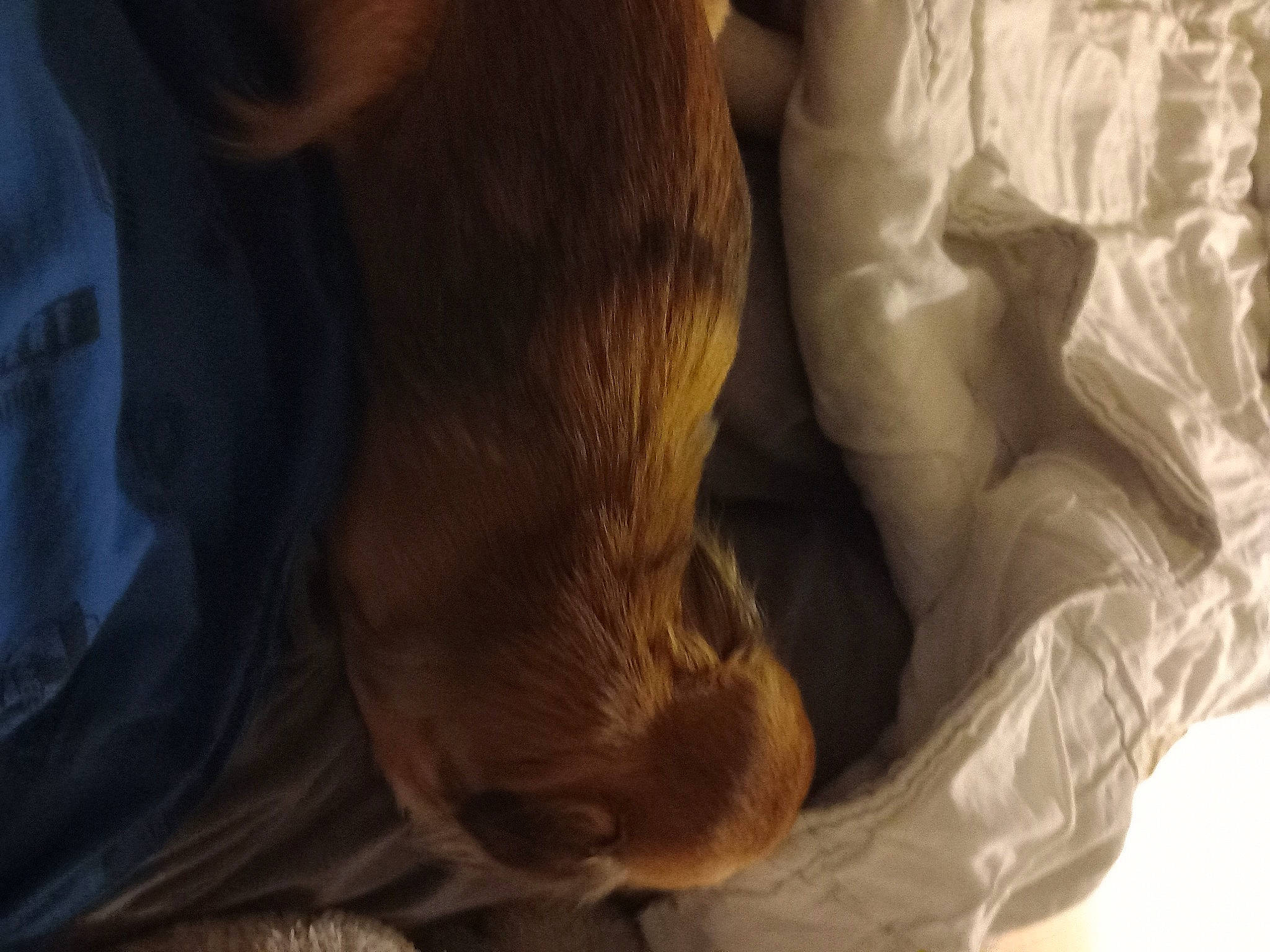 Neige participe au concours pour gagner de l'argent avec cette photo : canidae, carnivore, comfort, companion_dog, dog, dog_breed, fawn, fur, gesture, hardwood, human_leg, liver, nap, sleep, snout, sporting_group, terrestrial_animal, whiskers, wood, working_animal