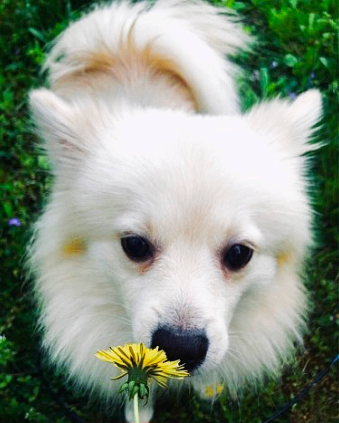 Prince joined the competition — help win amazing prizes! canidae, carnivore, companion_dog, dog, dog_breed, eye, flower, fur, german_spitz, german_spitz_mittel, grass, plant, samoyed, snout, spitz, sporting_group, toy_dog, volpino_italiano, whiskers, working_animal