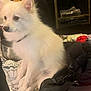 Prince is registered to the contest to win money with this photo: dog, puppy, white_dog, black_dog, indoor, blanket, pet, animal, fur, cute, sitting, collar, household, comfort, companions, closeup, resting, domestic, friendship, cozy