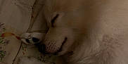 Prince is registered to the contest to win money with this photo: animal, canine, cat, couch, dog, eskimodog, fox, furniture, husky, pet, puppy, whitedog