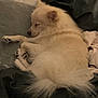 Prince joined the competition — help win amazing prizes! dog, sleeping, bed, blanket, pillow, cozy, fur, pet, indoors, resting, cute, animal, fluffy, relaxing, comfort, domestic, mammal, soft, peaceful, nap
