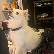 Prince is registered to the contest to win money with this photo: dog, white_dog, black_dog, indoor, pet, collar, fireplace, snacks, fur, sitting, attention, household, bedspread, container, leash, looking_up, companion, cute, animal, domestic