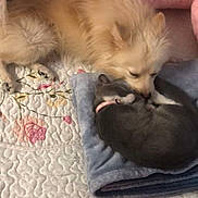 Luna is registered to the contest to win money with this photo: animal, bedspread, blanket, cat, cozy, cream_dog, cute, dog, fluffy, friendship, gray_cat, indoor, kitten, pet, pink, quilt, resting, sleeping, sniffing, soft