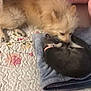 animal, bedspread, blanket, cat, cozy, cream_dog, cute, dog, fluffy, friendship, gray_cat, indoor, kitten, pet, pink, quilt, resting, sleeping, sniffing, soft