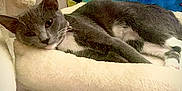 Luna is registered to the contest to win money with this photo: abstract_art, animal, cat, cat_tree, colorful_background, comfort, cozy, ears, feline, fur, gray_cat, home, indoor, paw, pet, platform, relaxed, resting, whiskers, white_cat