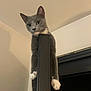 Luna is registered to the contest to win money with this photo: animal, cat, climbing, curious, domestic_cat, door_frame, ears, feline, gray_cat, hanging, home, indoor, looking_down, night, paws, pet, playful, whiskers, white_paws, window
