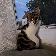 Cookie a rejoint le concours — aidez-le/la à gagner de superbes lots ! cat, kitten, window, curtain, mesh_screen, indoor, pet, tabby, animal, feline, young, white, brown, black, fur, sitting, looking, eyes, home, cozy