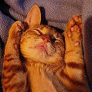 Kitty Kitty joined the competition — help win amazing prizes! cat, kitten, orange_tabby, sleeping, paws, blanket, cozy, relaxed, fur, pet, animal, cute, resting, indoor, warm_light, whiskers, close_up, adorable, soft, nap