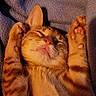 cat, kitten, orange_tabby, sleeping, paws, blanket, cozy, relaxed, fur, pet, animal, cute, resting, indoor, warm_light, whiskers, close_up, adorable, soft, nap