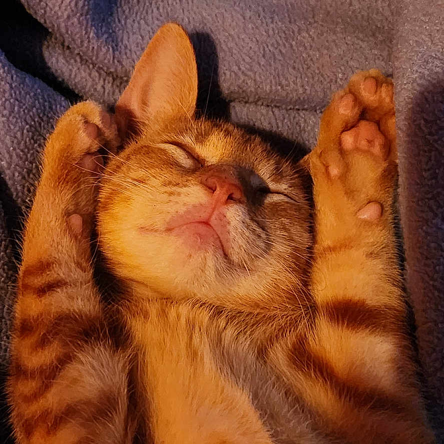 Kitty Kitty joined the competition — help win amazing prizes! cat, kitten, orange_tabby, sleeping, paws, blanket, cozy, relaxed, fur, pet, animal, cute, resting, indoor, warm_light, whiskers, close_up, adorable, soft, nap