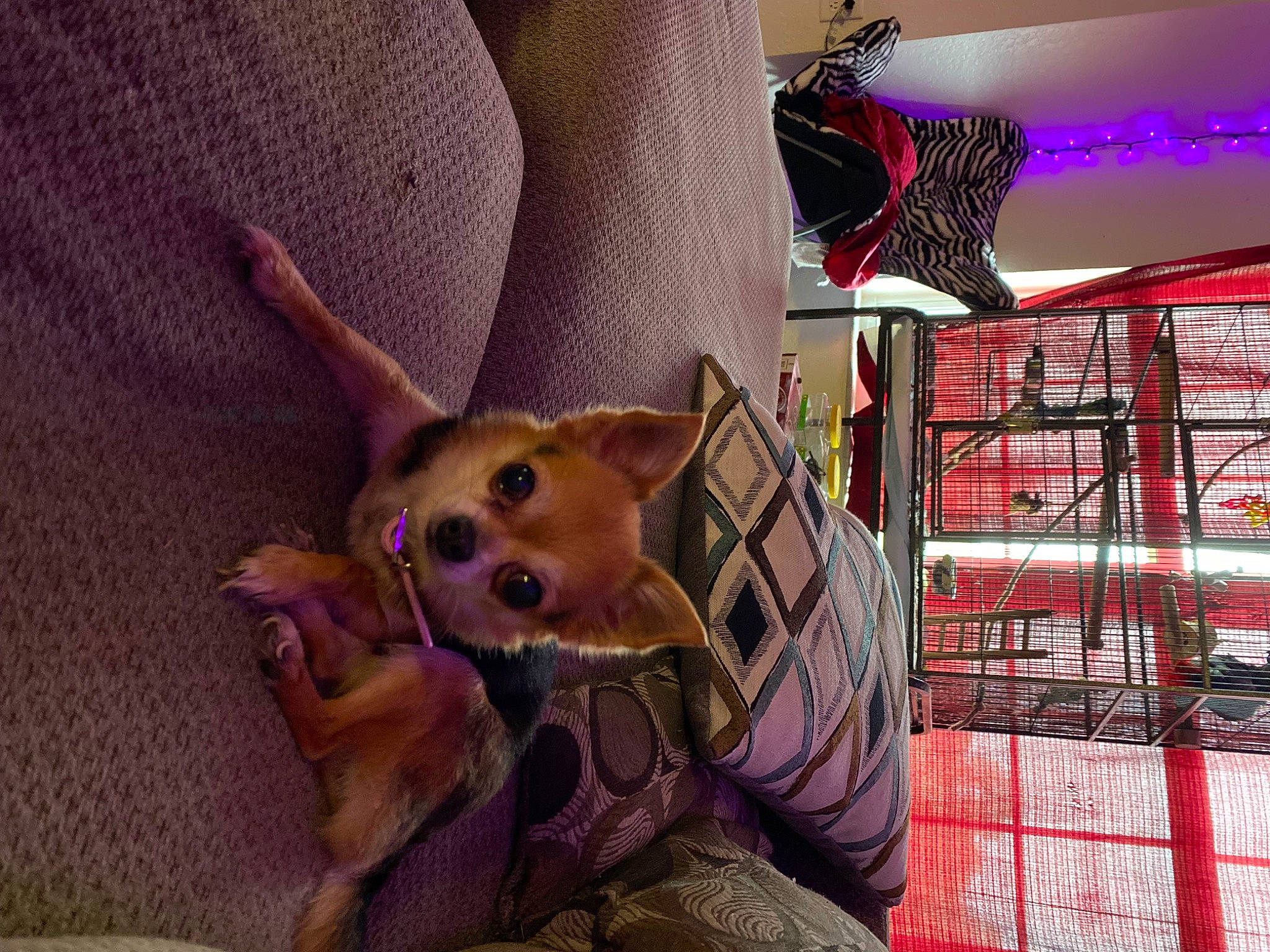 Babygirl joined the competition — help win amazing prizes! carnivore, chihuahua, comfort, companion_dog, dog, dog_breed, dog_clothes, dog_supply, fawn, felidae, fur, linens, pattern, pink, purple, snout, toy, toy_dog, whiskers, working_animal