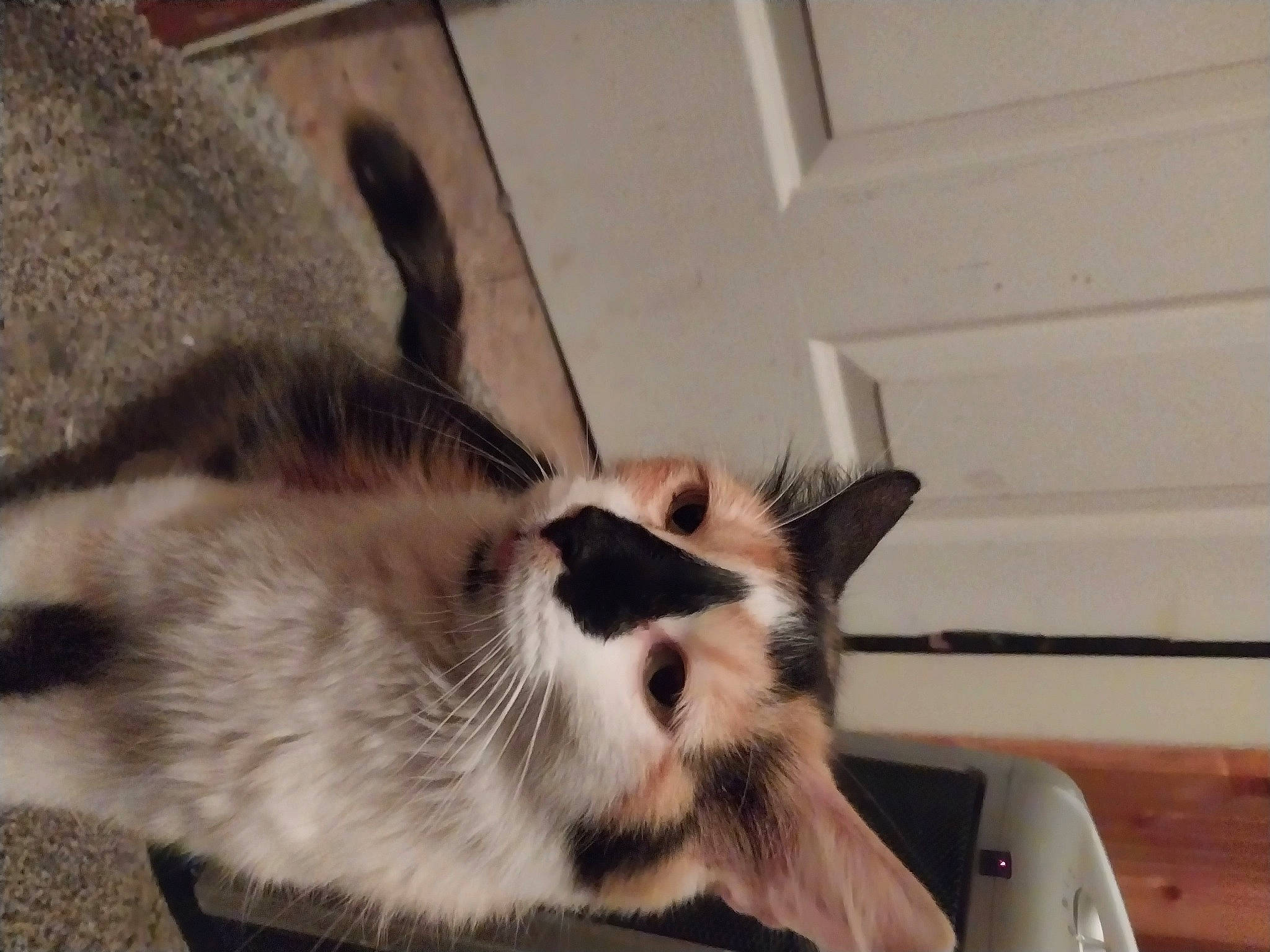 Quincy joined the competition — help win amazing prizes! box, carnivore, cat, claw, comfort, domestic_short_haired_cat, eye, felidae, flooring, fur, hardwood, nap, paw, sleep, small_to_medium_sized_cats, tail, whiskers, wood