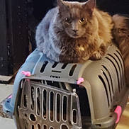 Grayson joined the competition — help win amazing prizes! cat, pet_carrier, gray_cat, indoor, feline, animal, pet, looking_at_camera, fluffy, perched, plastic_carrier, pink_accents, domestic_cat, household, animal_cage, floor, closeup, portrait, pet_accessory, curious