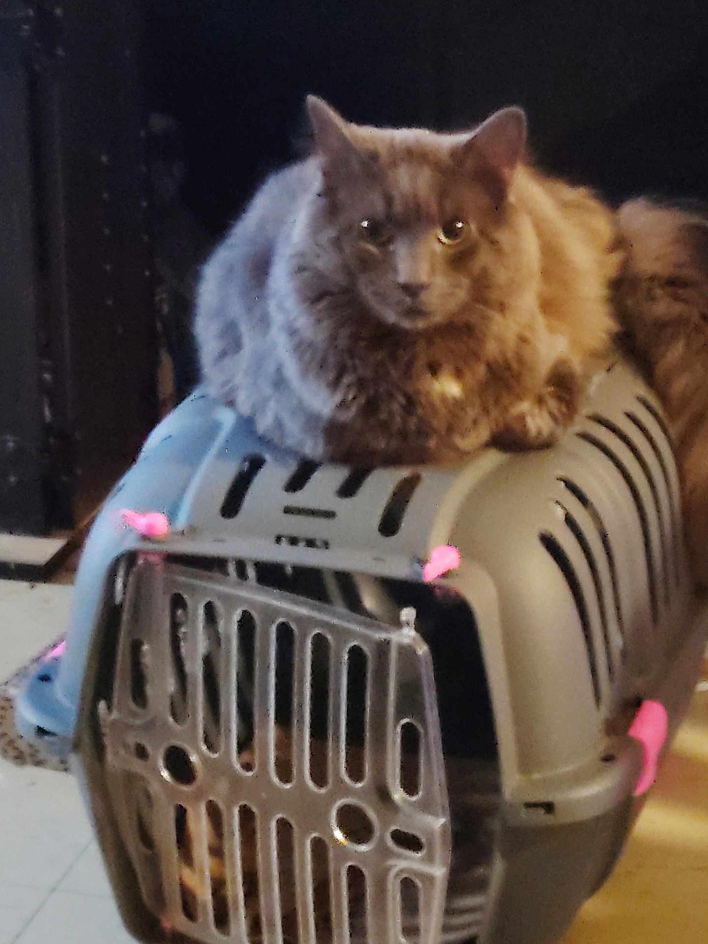 Grayson joined the competition — help win amazing prizes! cat, pet_carrier, gray_cat, indoor, feline, animal, pet, looking_at_camera, fluffy, perched, plastic_carrier, pink_accents, domestic_cat, household, animal_cage, floor, closeup, portrait, pet_accessory, curious