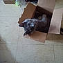 animal, cardboard_box, cat, cozy, curious, cute, domestic_animal, ears, feline, floor, front_paws, gray_cat, household, indoor, looking_up, pet, resting, small_space, tile_floor, whiskers