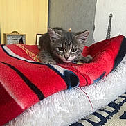 Yoda a rejoint le concours — aidez-le/la à gagner de superbes lots ! kitten, cat, gray_tabby, blanket, red_blanket, cozy, indoor, pet, fur, cute, young_cat, resting, paw, fabric, soft_texture, home, furniture, decor, pattern, animal
