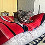 kitten, cat, gray_tabby, blanket, red_blanket, cozy, indoor, pet, fur, cute, young_cat, resting, paw, fabric, soft_texture, home, furniture, decor, pattern, animal